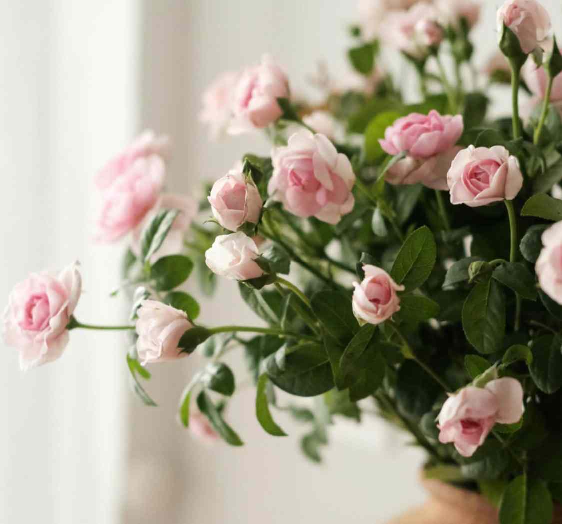 不必追赶别人的花期，你自有你绽放的时节与姿态。