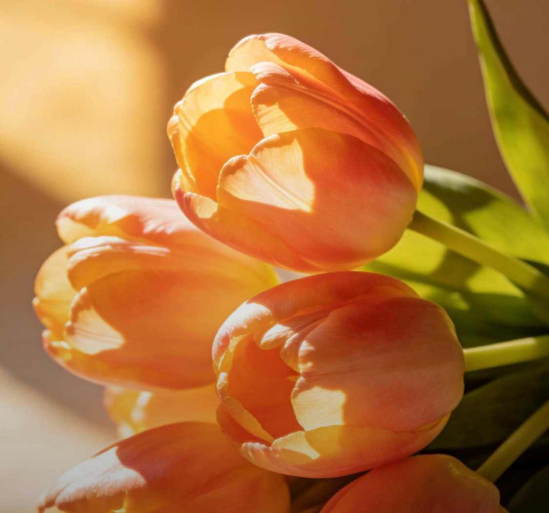 至此鲜花赠自己，纵马踏花向自由。