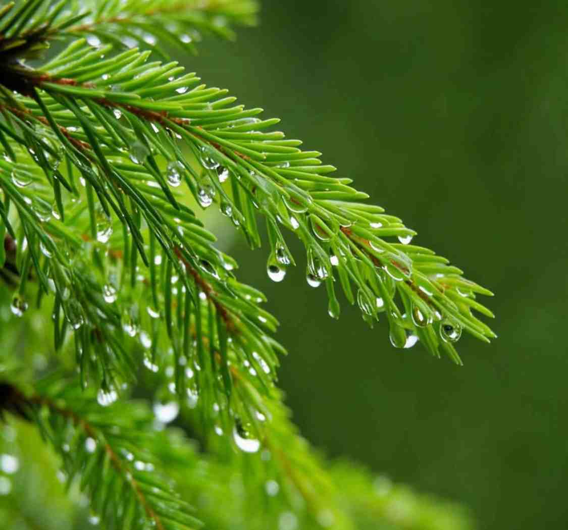 雨落轻尘，水润新生；愿岁月温柔，日子丰盈。